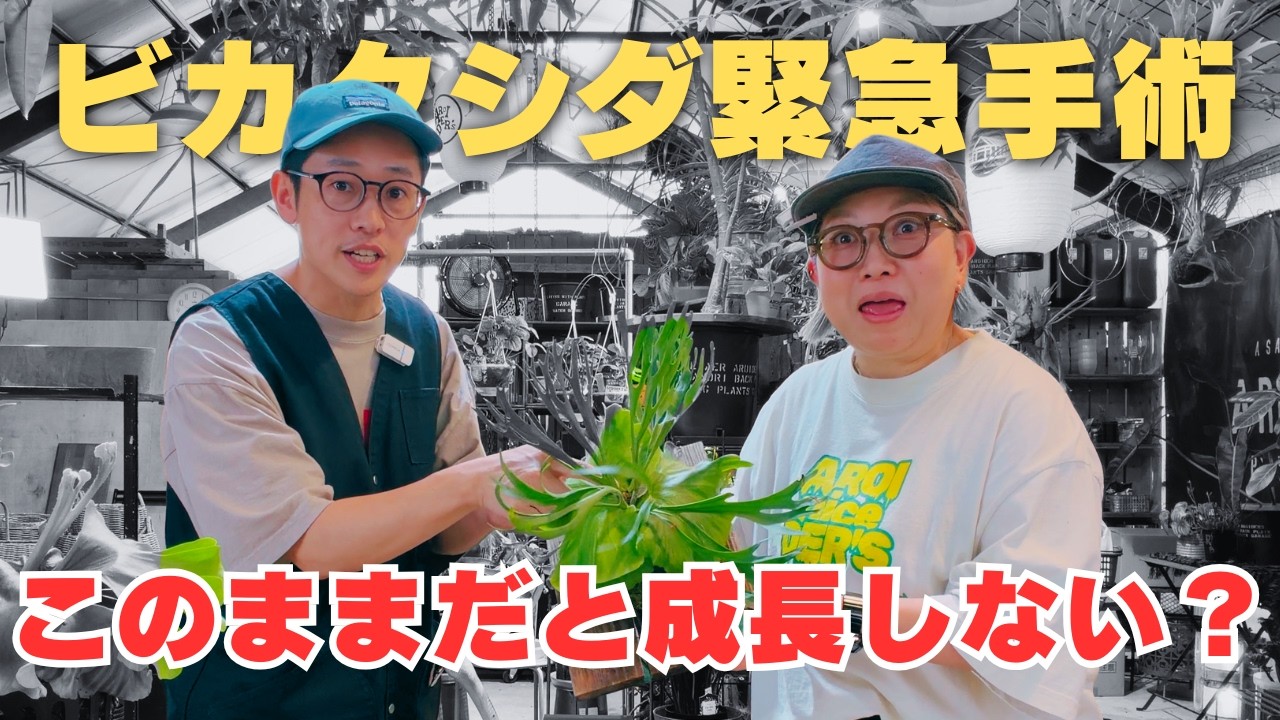 【ビカクシダ】診断＆メンテナンス🏥あなたの板付けは大丈夫？