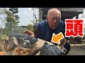 【豪快】実家でヒラマサを兜焼きしてみた‼