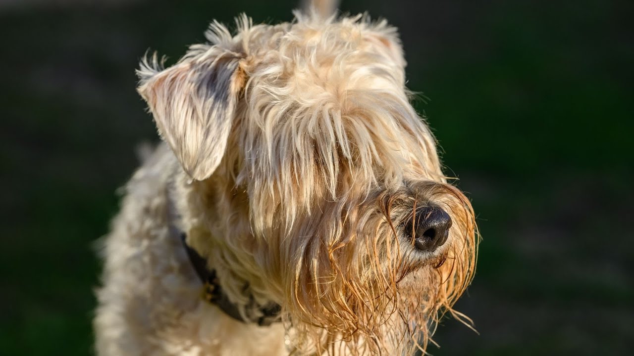 Training Your Soft Coated Wheaten Terrier for Obedience Competitions ...