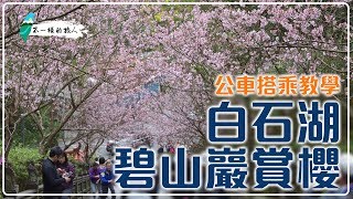 2019碧山巖階梯櫻花、白石湖一日遊，搭公車賞花趣! #碧山巖 ...