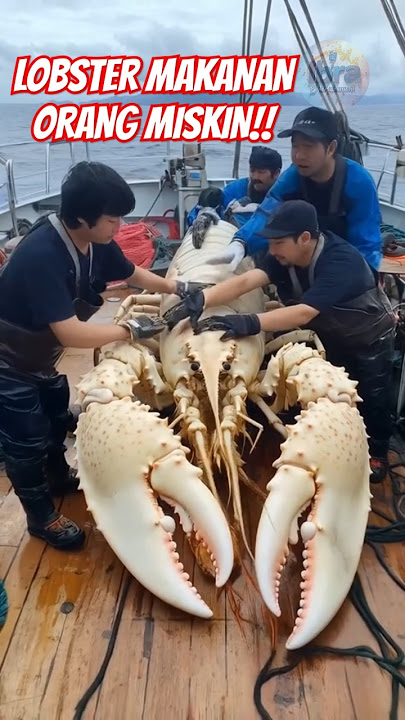 Lobster Makanan Orang Miskin!! DULU TAPI