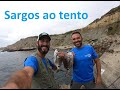 Sargos XL ao tento com lombos de sardinha 2020💪🎣🇵🇹