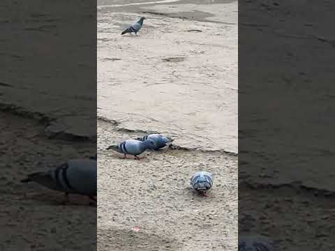 LISA BORN AGAIN Feat Doja Cat RAYE Official Music Video