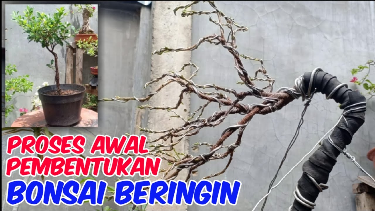 Proses Pembentukan Awal Bonsai Beringin Jenis Kimeng Youtube