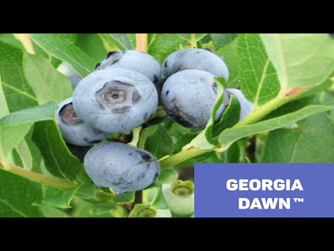 ახალი მოცვის ჯიში Georgia Dawn ჯორჯია დანი