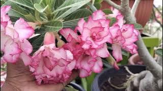 இயற்கை கொடுத்த கொடையாய் அழகிய அடினியம் மலர்கள்👌👌👌@malarum_boomi