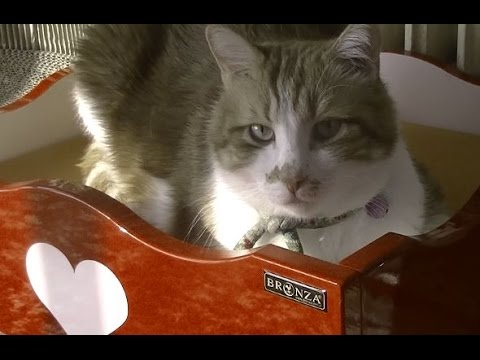 ものぐさ猫の可愛い運動は笑えます♥♥猫との会話を楽しむ動画 Conversation with a cat