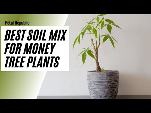 The Best Soil Mix for Money Tree Plants