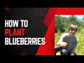 How To Plant A Blueberry Bush!