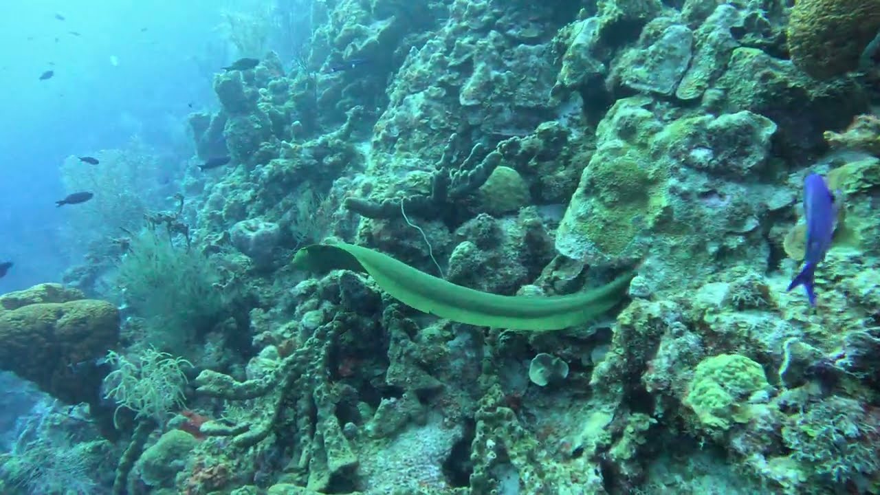 Green Moray - Bonaire