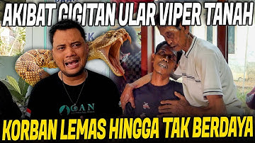 DIGIGIT ULAR VIPER HINGGA SULIT BERJALAN !! KORBAN SUDAH PASRAH !!
