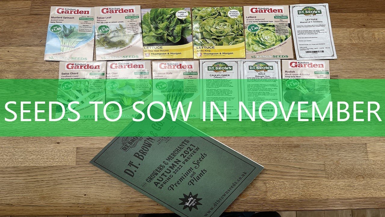 Seeds to Sow in November Seed Sowing What to Grow in November