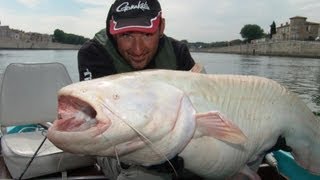 CATFISH ALBINO IN RIVER RHONE FRANCE by YURI GRISENDI 