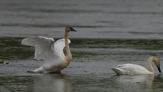A pair of North American Trumpeter Swans slowly move about and feed on a northern USA Beaver pond