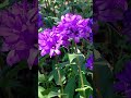 1 юни 2026 г.Камбанка, Campanula