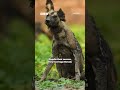 @RoxytheZoologist  tells us all about her favourite animal, the African wild dog.