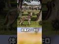 ぴえん過ぎる生き物紹介　ダイアウルフ　絶滅動物　ショートver