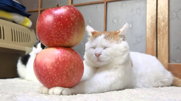 Shiro acting with an apple しろと世界一林檎2つ