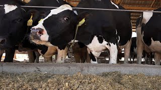 COVID-19 broadly impacts East Tennessee dairy farms