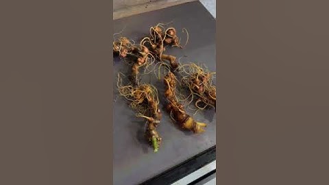 #sâm_ngọc_linh 6 củ 300gram sâm ngọc linh chuẩn gen kontum  #sâm_ngọc_linh