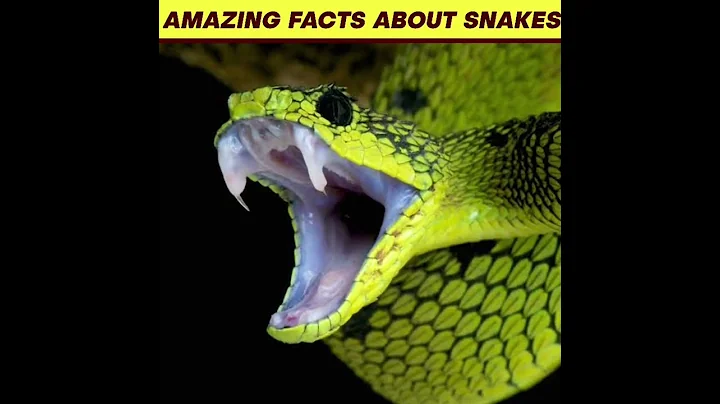 Amazing Facts About Snakes 😱 | Amazing Facts | Random Facts #shorts #respect