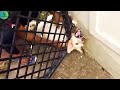 Not AI! Real Animals That Asked People for Help – Heartwarming Moments! #111