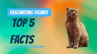 Top 5 unusual facts about cats.