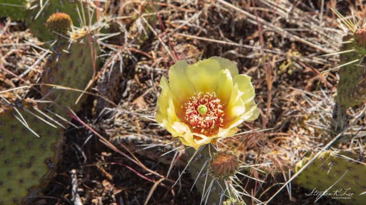 Nyctinastic Prickly Pear Flower YouTube