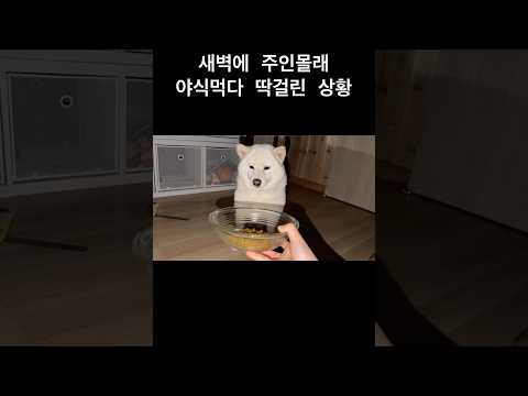 시바견 여우의 뚠뚠 <strong>몸매</strong> 유지 비결😅
