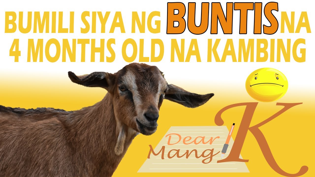 Ilang Months Bago Manganak Ang Kambing