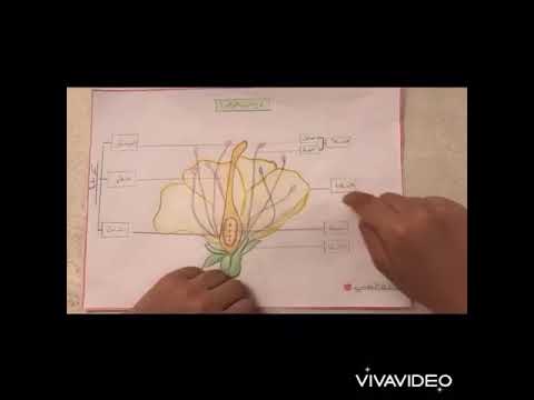 تركيب الزهرة للطالبه ليان الغانمي خامس ١