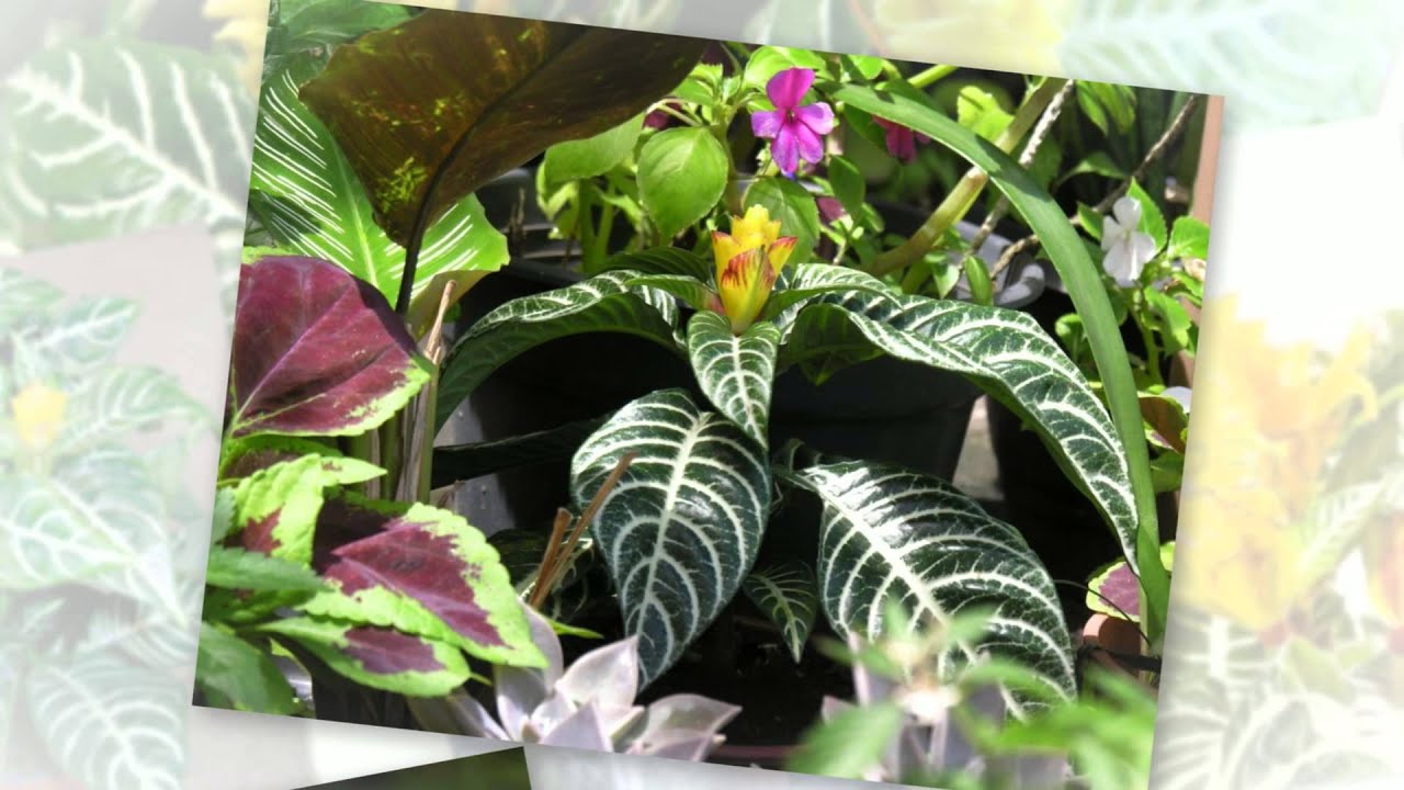 Афеляндра оттопыренная (Aphelandra squarrosa) - порадует хозяев.