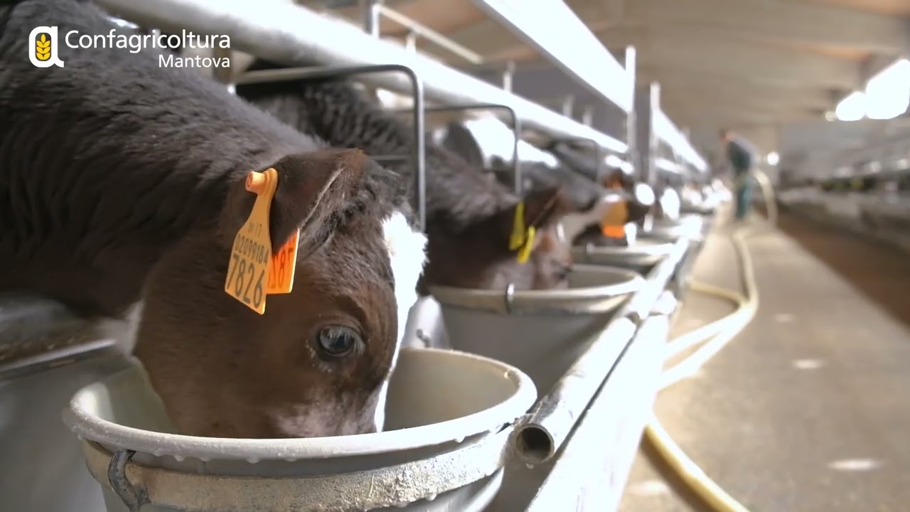 Società Agricola Tosi - Alla scoperta dell'allevamento dei vitelli a carne bianca