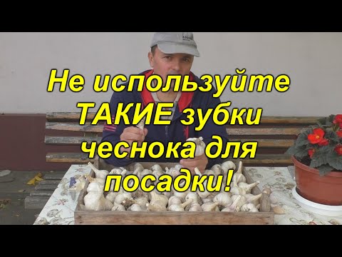 Почему у нас всегда крупные головки чеснока - правильный отбор зубков для посадки.