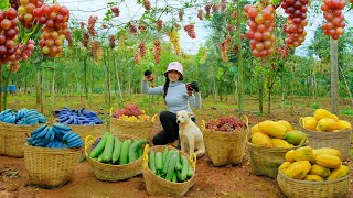 Download Lagu Harvest, Sell And Cook: Grapes, Sponge Gourd, Papaya And Bananas | Gardening And Animal Care MP3 Download Lagu Harvest, Sell And Cook: Grapes, Sponge Gourd, Papaya And Bananas | Gardening And Animal Care MP3
