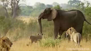 Extreme fights Lion vs Elephant who saved her baby, Wild Animals Attack