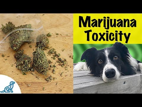 Marijuana Poisoning In Dogs - Dangerous Signs And Treatment