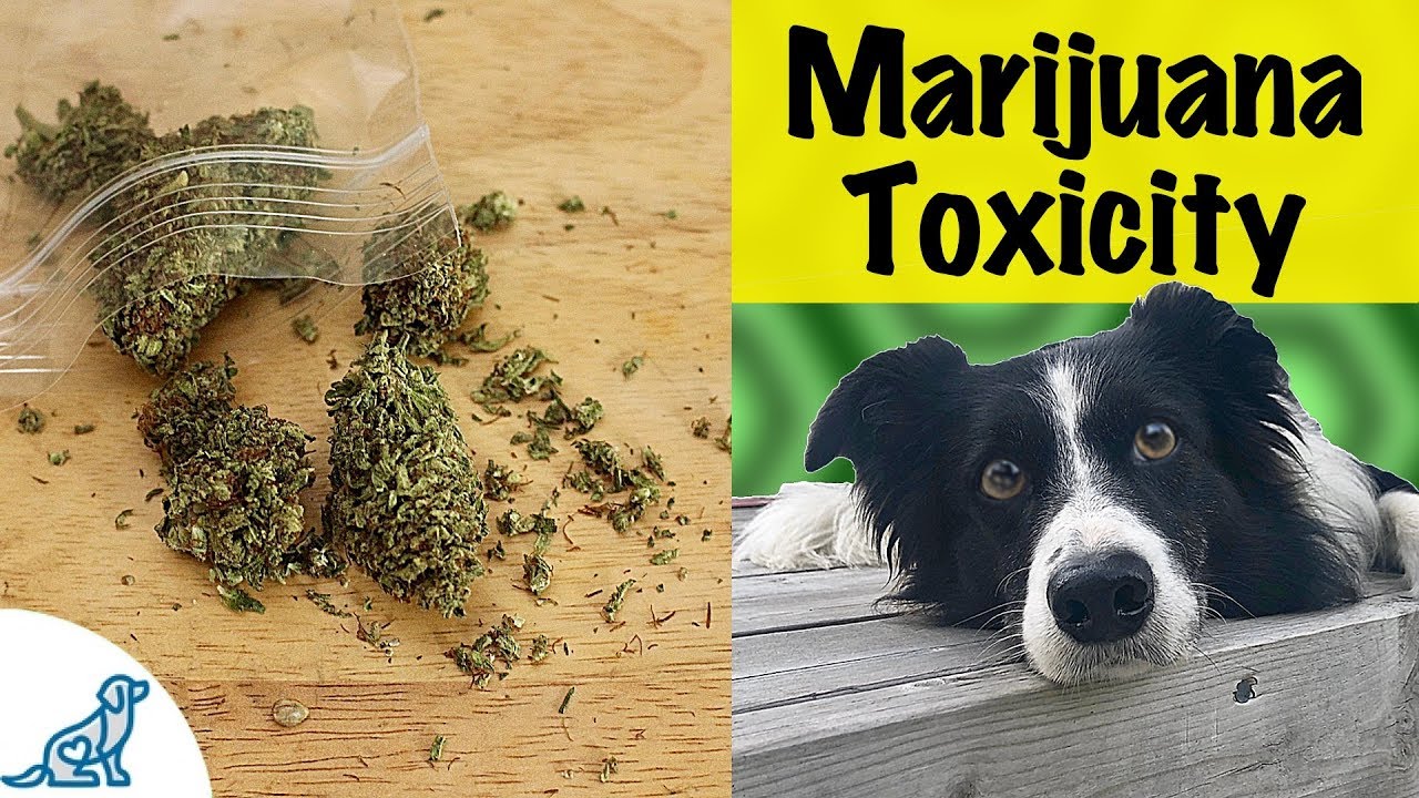 Pet Poison Prevention: Understanding Marijuana Toxicity in Pets