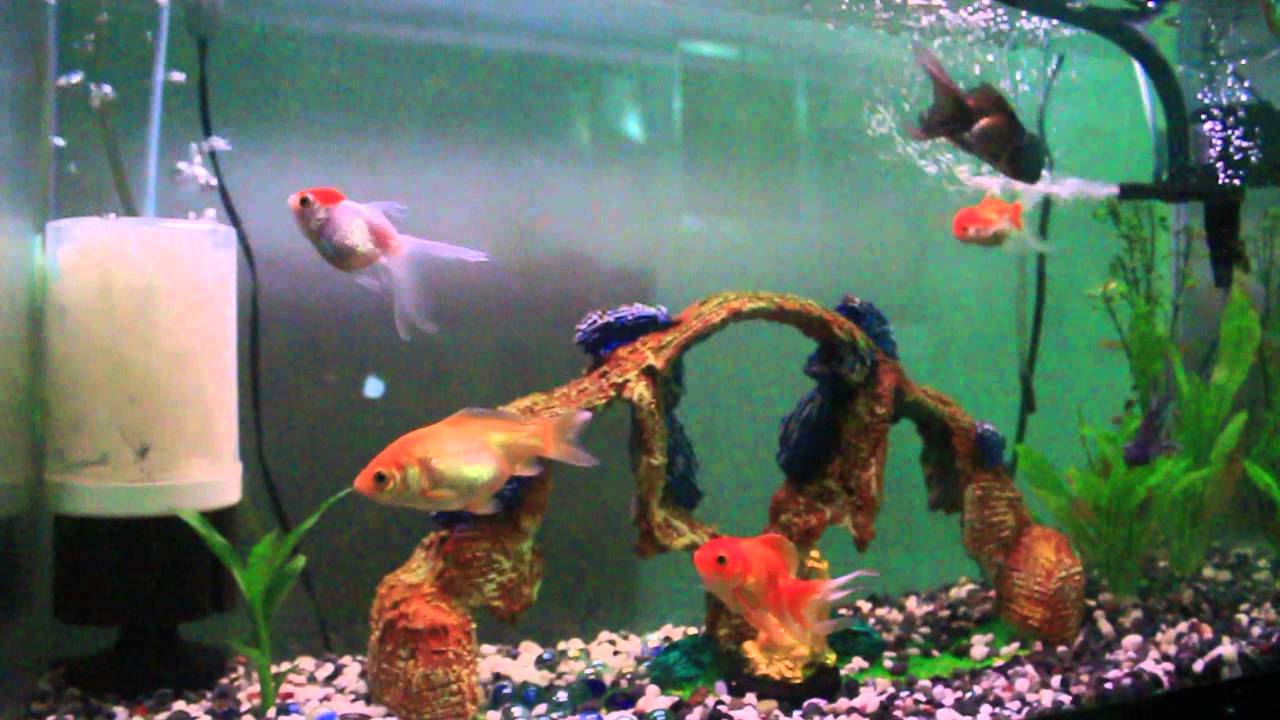 DIY My K1 Media Filter Update (May 5, 2013) YouTube