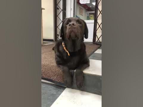 Сумасшедшая собака #shorts #лабрадор #chocolatelab что ты делаешь с ...