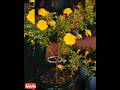 #trendingshorts #flowergarden #fa9lasong #plantagarden