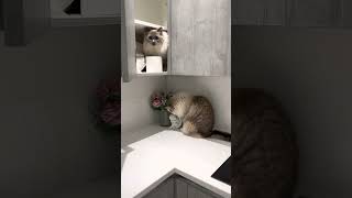 Ragdoll Rummage by 2.4 Children & 3 Cats 6 views 1 year ago 1 minute, 9 seconds