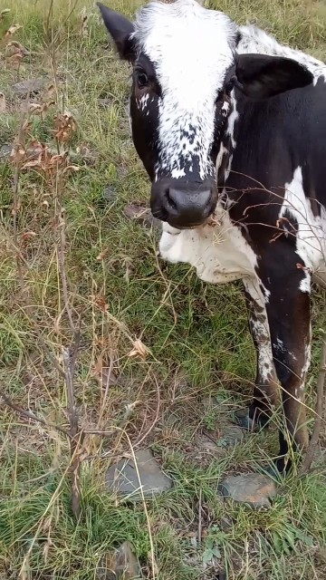 Mascow Rural Grazing Grass In mountain | Cowboy | Mascow | Animals - YouTube