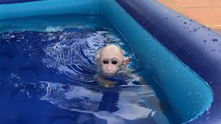 Monkey luk luxurious swimming in new swimming pool