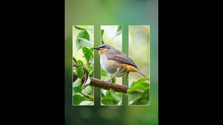 Photoshop 2025 Tips - How to Edit Image with Clipping Mask Tool #ducthangds