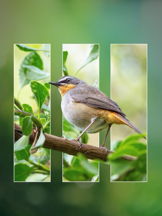 Photoshop 2025 Tips - How to Edit Image with Clipping Mask Tool #ducthangds