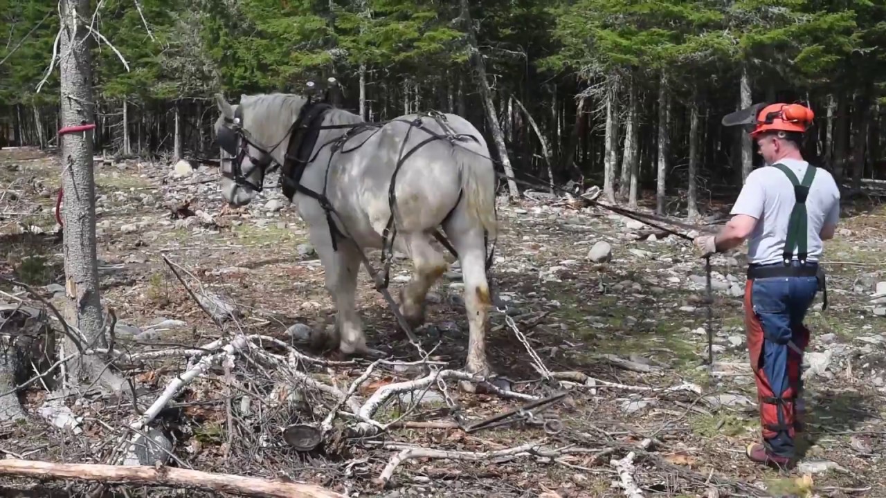 All in for the Maine outdoors: Scott Stevens