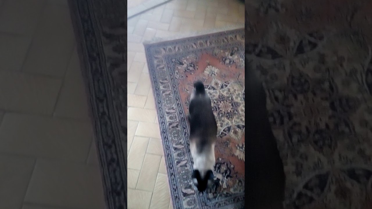 Ödül maması özleyen kedi paşa mutluluğun resmi YouTube