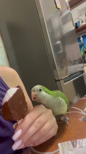 Ты не ты, когда голоден #монах #калита #birds #cute #animals #попугай # ...