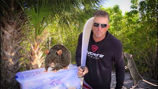 24 Hours on A Rat INFESTED ISLAND!!!! {Catch Clean Cook} Ft. Paul Cuffaro